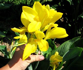 Canna 'Lemon Punch'